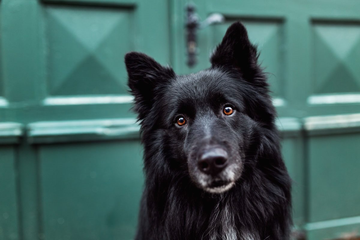 Schäferhund Mix | Hunde Fotoshooting | Tierfotografie | Würzburg | Bamberg