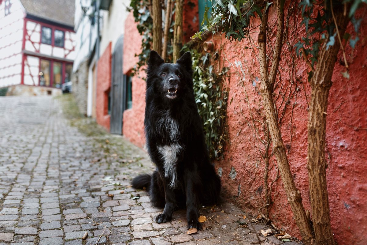 Schäferhund Mix | Hunde Fotoshooting | Tierfotografie | Würzburg | Bamberg