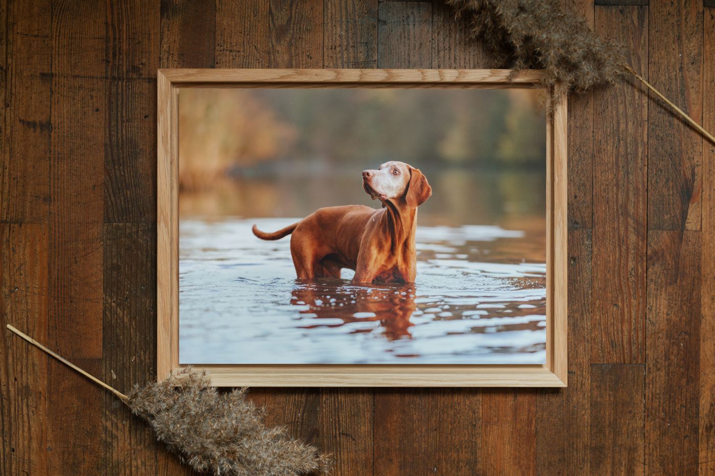 Hundefotoshooting-Vizsla-Hundefotograf-Main-See-Wasser-Hund (11)