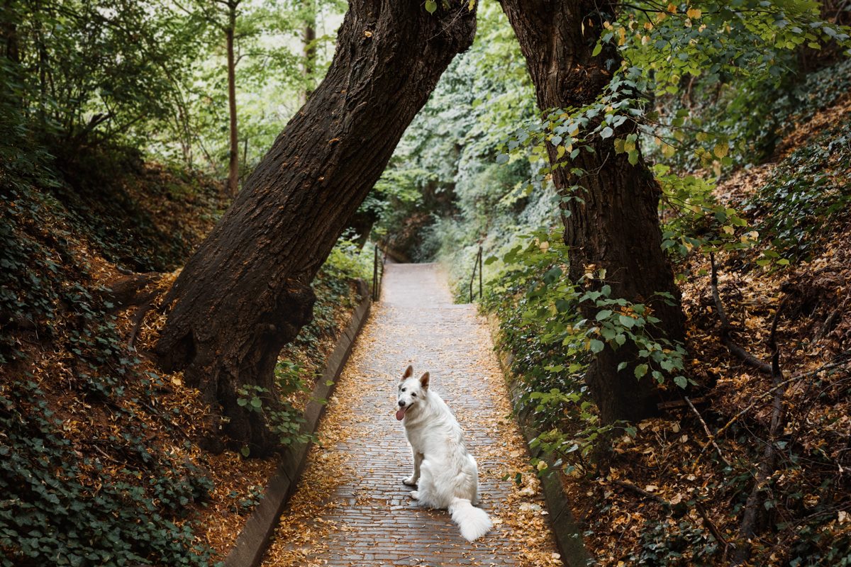 Hundefotograf-Hundefotografie-Würzburg-Bamberg-Coburg-Erlangen-Dobermann-Stadtkalender-Kalender 2021-Hundekalender-WüDogs-Würzburg Hunde-weißer-Schäferhund