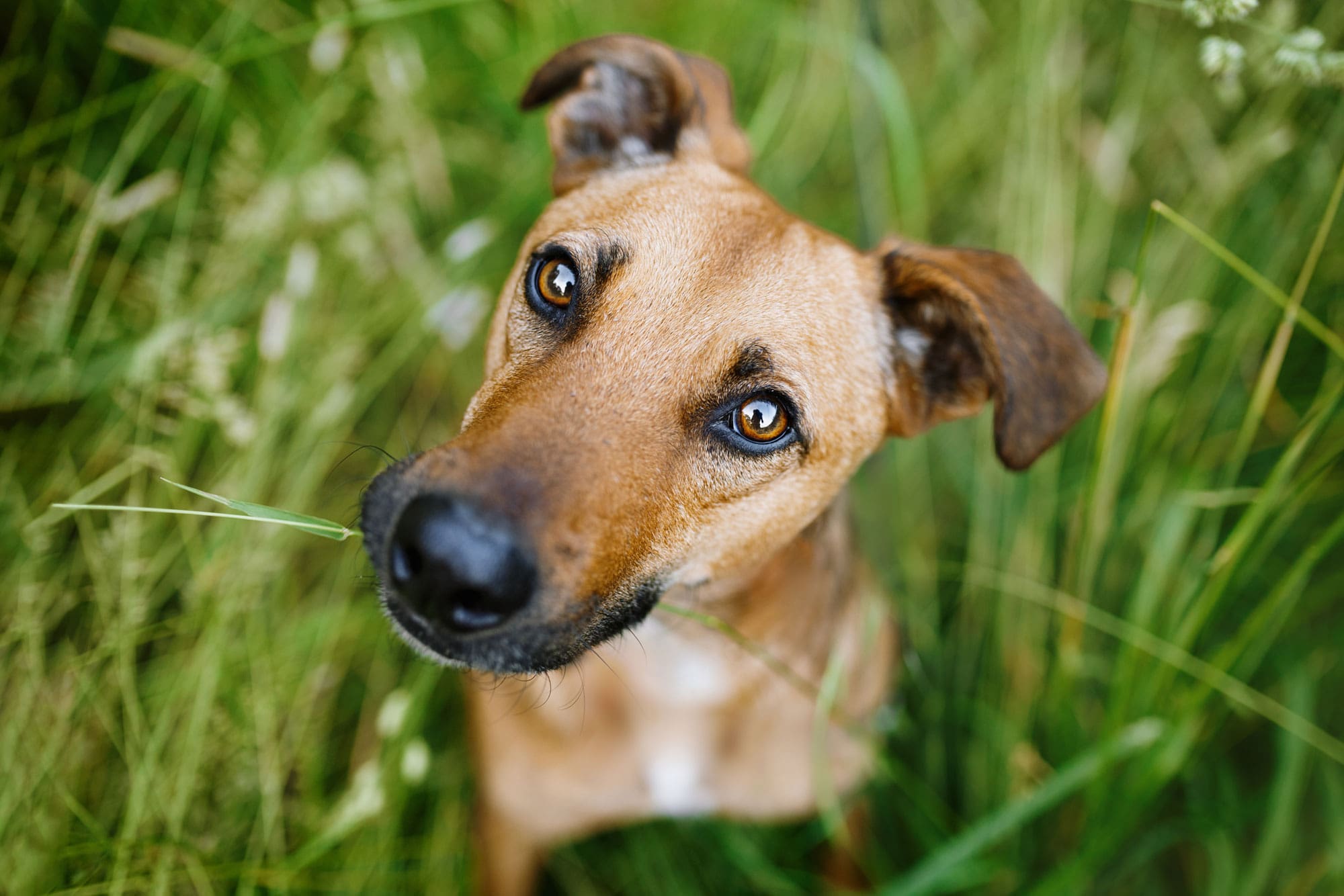 Hundefotograf-Hundefotografie-Würzburg-Bamberg-Schweinfurt-Kitzingen-Erlangen-Coburg-Beno-Tierschutzhund