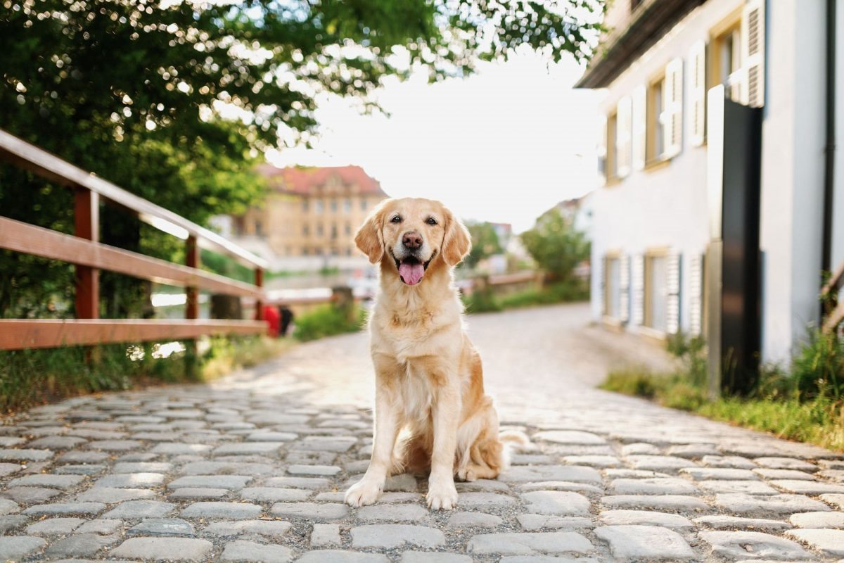 Hundefotograf Hundefotografie Würzburg Bamberg Schweinfurt Kitzingen Erlangen Coburg Golden Retriever