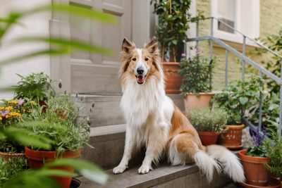 Sei dabei: Friedas Hundefotoshooting in Bamberg
