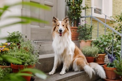 Sei dabei: Friedas Tierfotoshooting in Bamberg