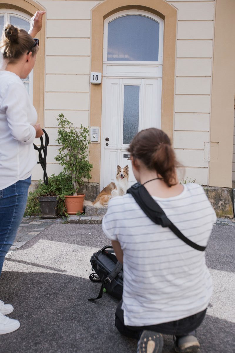Tierfotografie | Tier Fotoshooting | Fotoshooting mit Hund | Würzburg | Bamberg | Nürnberg