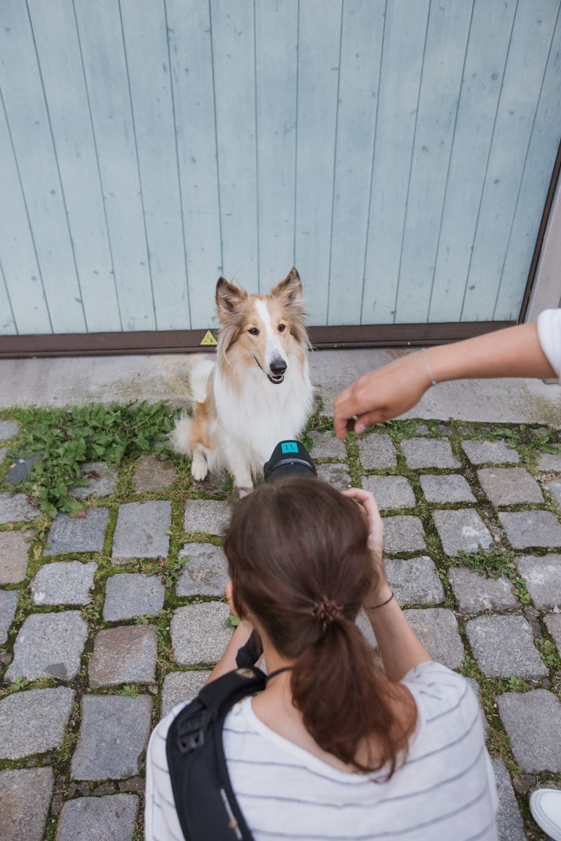 Hundefotoshooting-Hunde-Fotograf-Bamberg-Würzburg-Hunde-Fotoshooting