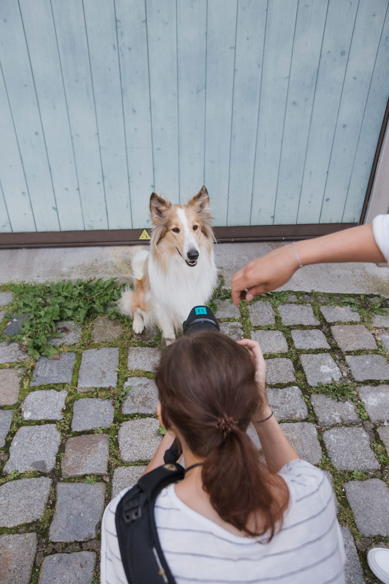 Hundefotoshooting-Hunde-Fotograf-Bamberg-Würzburg-Tierfotograf-Tierfotografie (6)