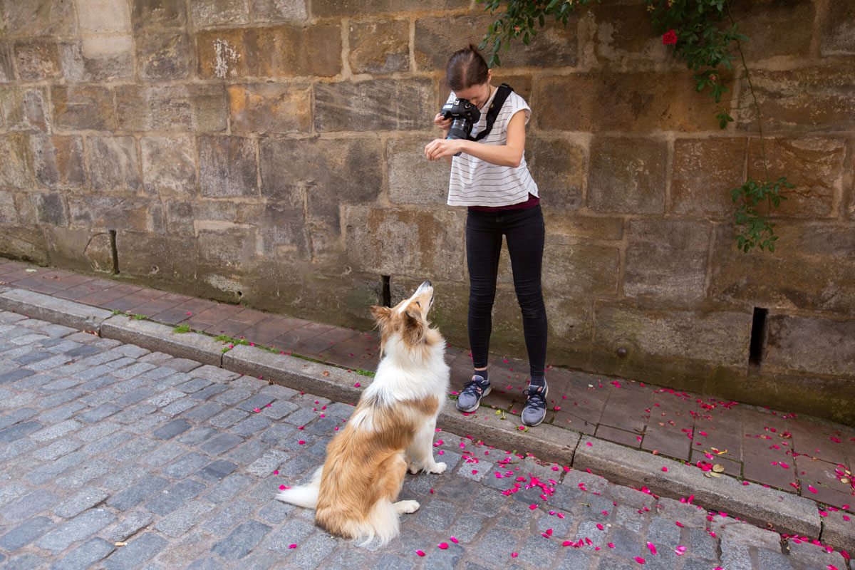 Hundefotoshooting-Hunde-Fotograf-Bamberg-Würzburg-Hunde-Fotoshooting