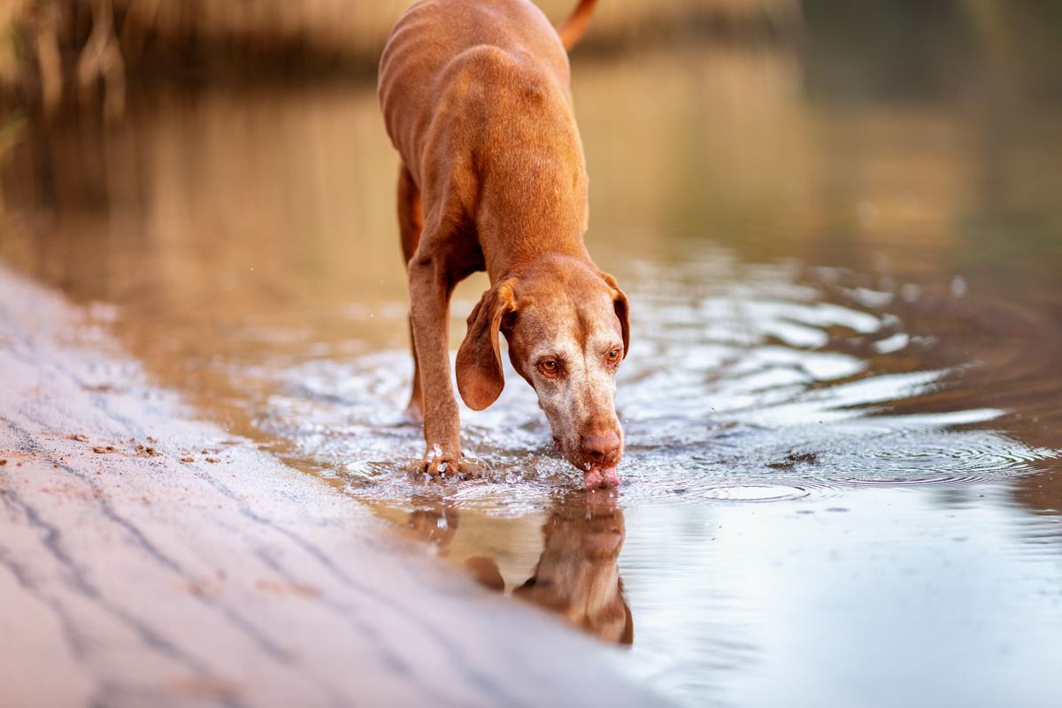 Hundefotoshooting-Vizsla-Hundefotograf-Main-See-Wasser-Hund (2)