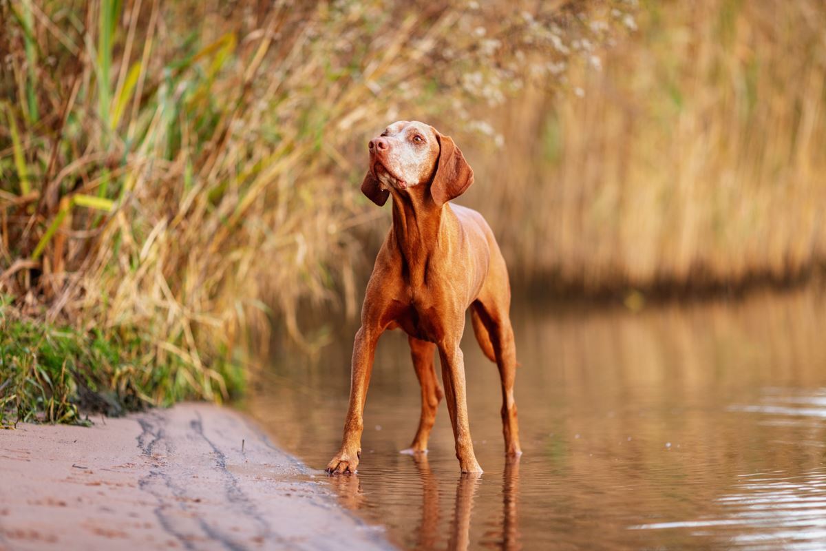 Hundefotoshooting-Vizsla-Hundefotograf-Main-See-Wasser-Hund (3)