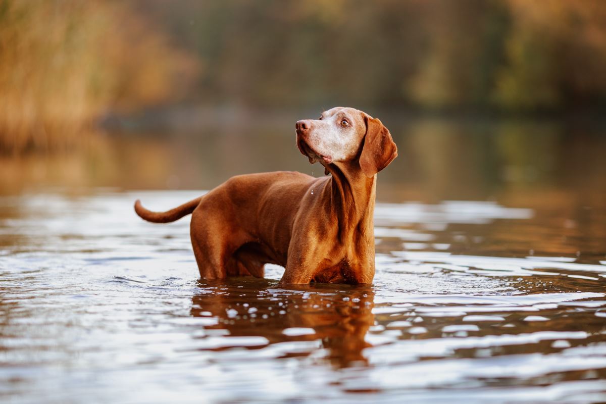 Hundefotoshooting-Vizsla-Hundefotograf-Main-See-Wasser-Hund (5)