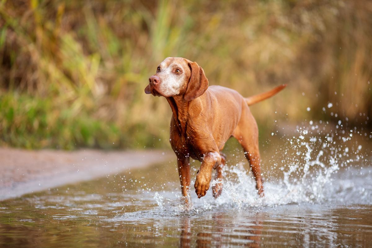 Hundefotoshooting-Vizsla-Hundefotograf-Main-See-Wasser-Hund (6)
