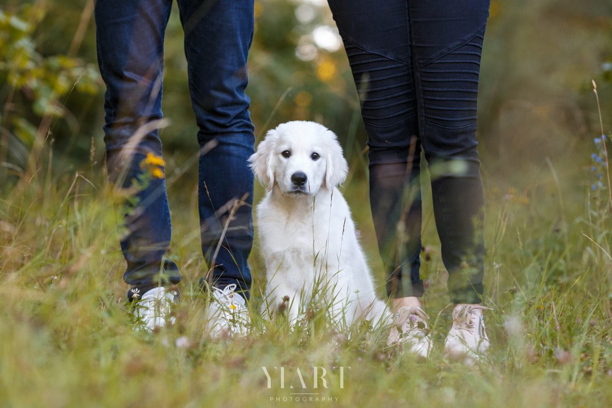 Golden Retriever Welpe Portrait