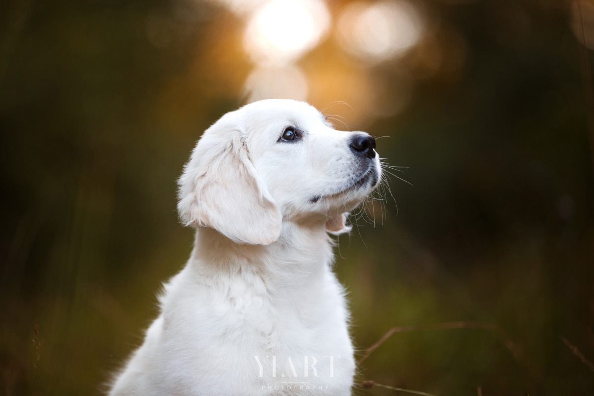 Golden Retriever Welpe Portrait