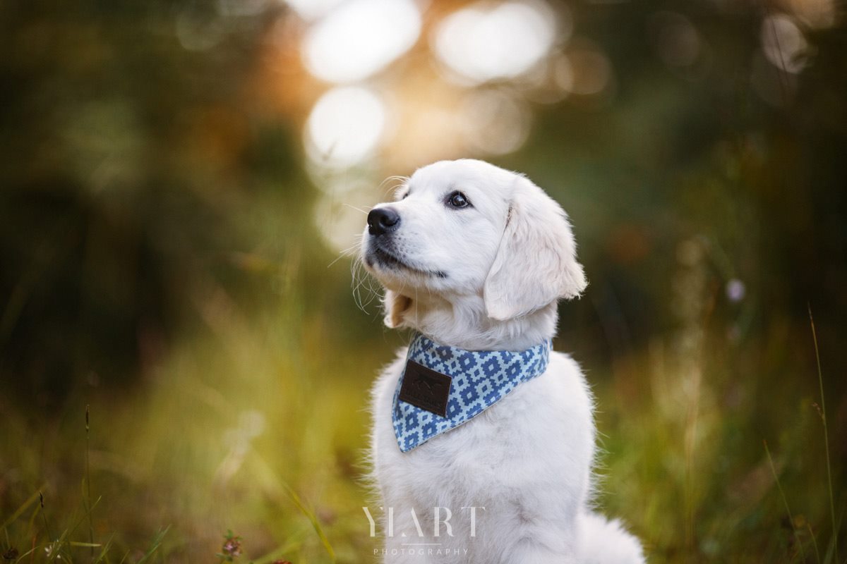 Golden Retriever Welpe Portrait