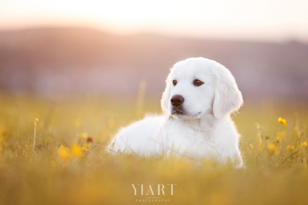 Golden Retriever Welpe Portrait