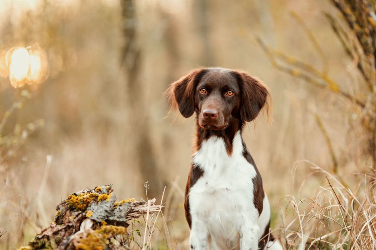 Kleiner Münsterländer Fotoshooting Hund Main Spessart Würzburg Sonnenaufgang
