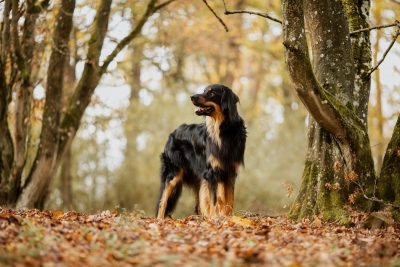 Das Schaf im Hovipelz – Leto