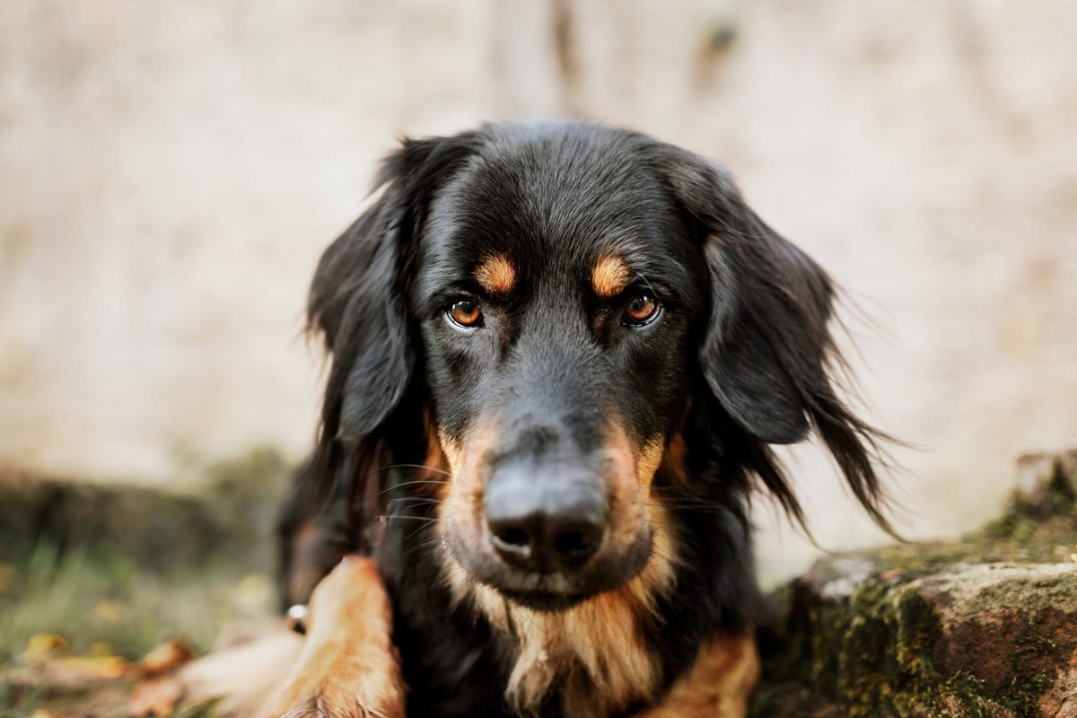 Leto-Hovawart-Würzburg-Hunde-Fotograf