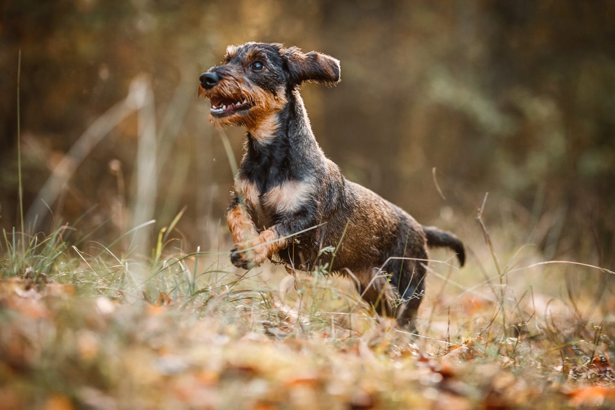 Leila Dackel Würzburg Hunde Fotograf