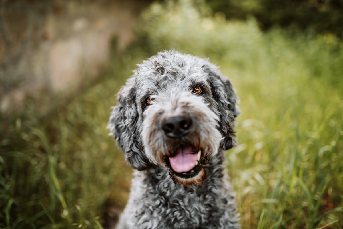 Labradoodle-Würzburg-Ben-Tierfotografie-Hunde-Fotoshooting