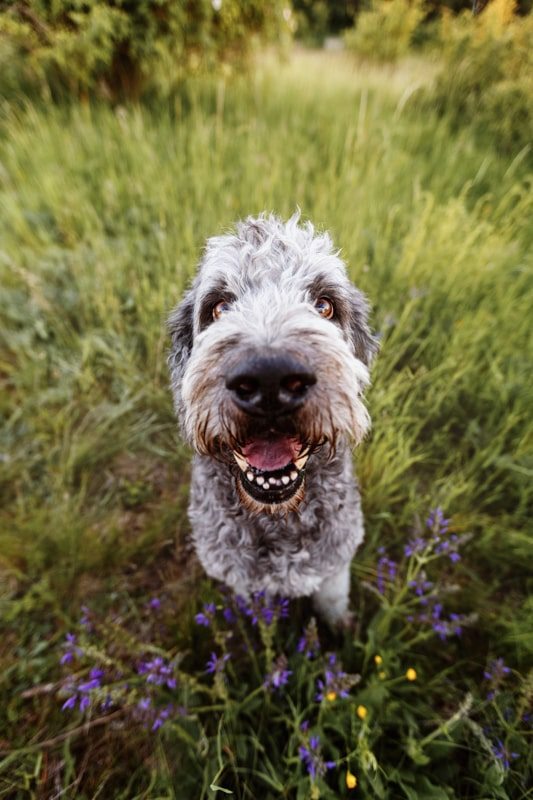 Labradoodle-Würzburg-Ben-Tierfotografie-Hunde-Fotoshooting Labradoodle-Würzburg-Ben-Tierfotografie-Hunde-Fotoshooting