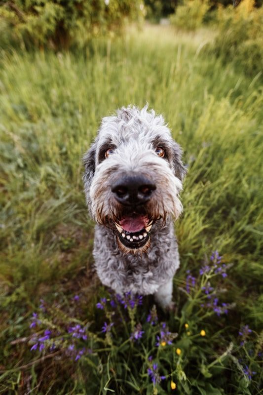 Labradoodle-Würzburg-Ben-Tierfotografie-Hunde-Fotoshooting