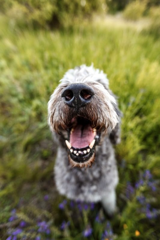 Labradoodle-Würzburg-Ben-Tierfotografie-Hunde-Fotoshooting Labradoodle-Würzburg-Ben-Tierfotografie-Hunde-Fotoshooting