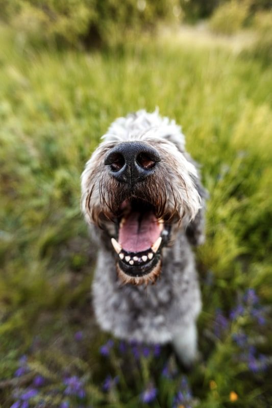 Labradoodle-Würzburg-Ben-Tierfotografie-Hunde-Fotoshooting