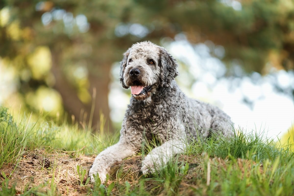 Labradoodle-Würzburg-Ben-Tierfotografie-Hunde-Fotoshooting Labradoodle-Würzburg-Ben-Tierfotografie-Hunde-Fotoshooting