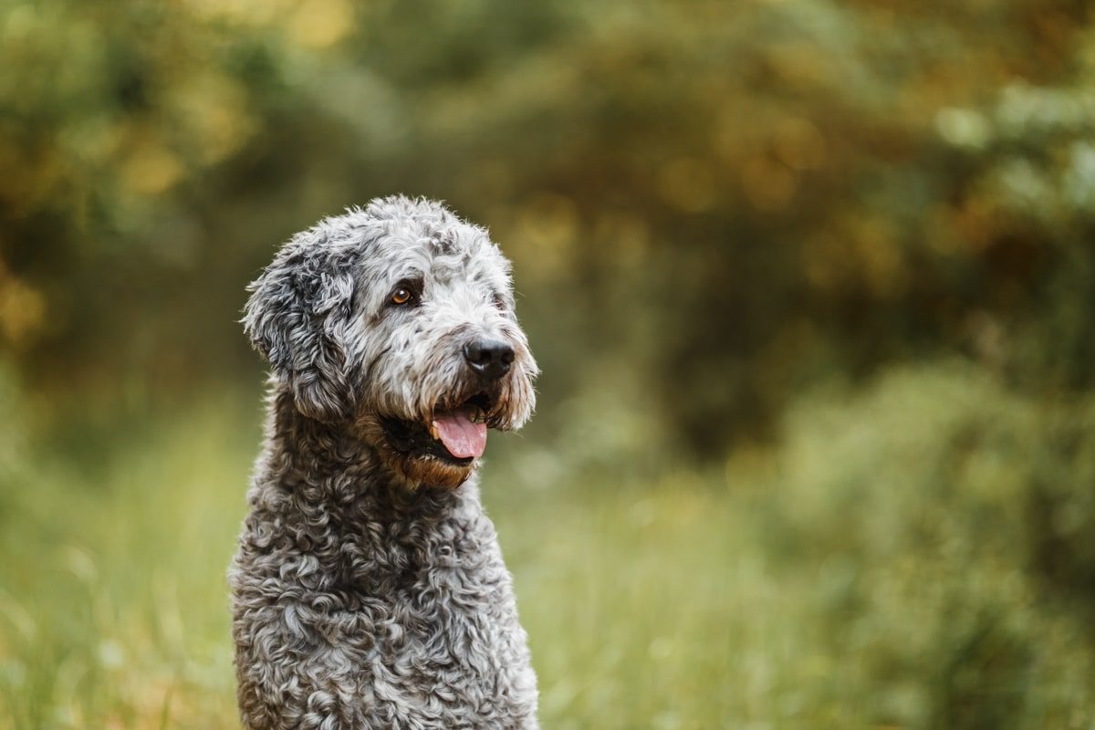 Labradoodle-Würzburg-Ben-Tierfotografie-Hunde-Fotoshooting Labradoodle-Würzburg-Ben-Tierfotografie-Hunde-Fotoshooting