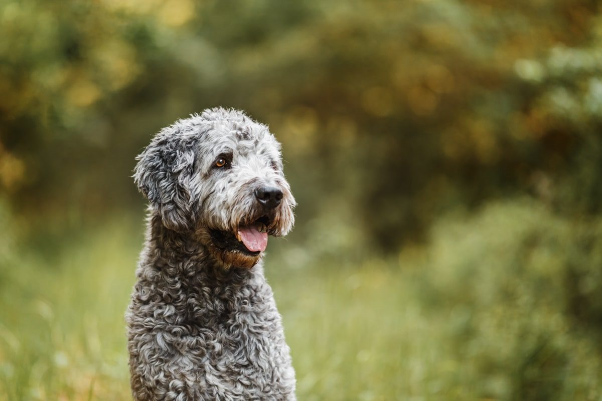 Labradoodle-Würzburg-Ben-Tierfotografie-Hunde-Fotoshooting