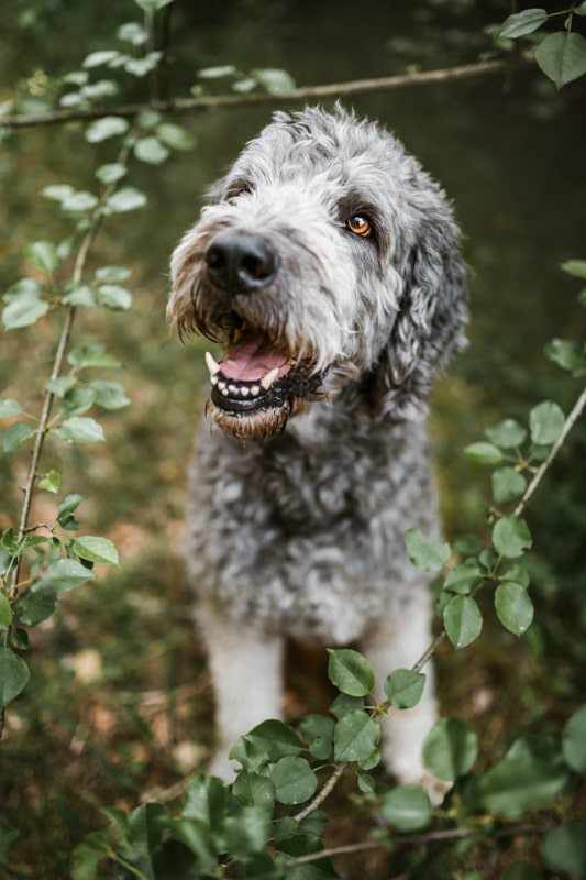 Labradoodle-Würzburg-Ben-Tierfotografie-Hunde-Fotoshooting Labradoodle-Würzburg-Ben-Tierfotografie-Hunde-Fotoshooting
