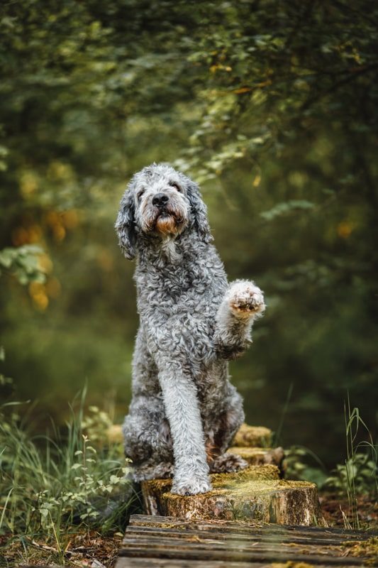 Labradoodle-Würzburg-Ben-Tierfotografie-Hunde-Fotoshooting Labradoodle-Würzburg-Ben-Tierfotografie-Hunde-Fotoshooting