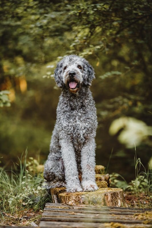 Labradoodle-Würzburg-Ben-Tierfotografie-Hunde-Fotoshooting Labradoodle-Würzburg-Ben-Tierfotografie-Hunde-Fotoshooting