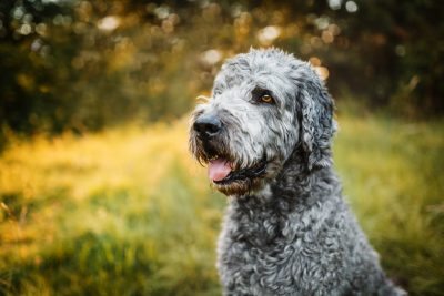 Labradoodle Lockenkopf mit Herz: Ben