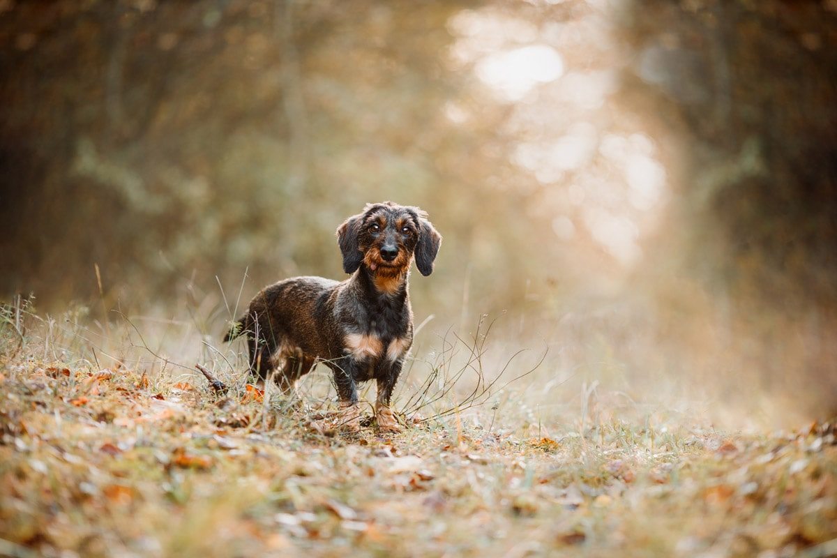 Fotografin Marktheidenfeld, Mainspessart, Unterfranken, Hund, Dackel, Rauhaardackel