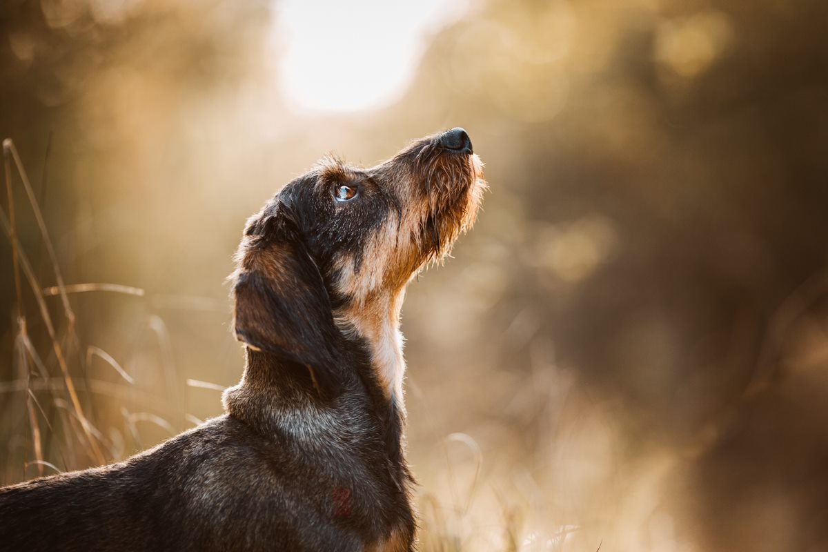 Leila-Dackel-Würzburg-Hunde-Fotograf