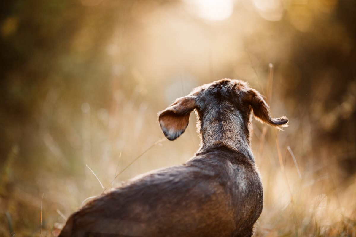 Leila Dackel Würzburg Hunde Fotograf