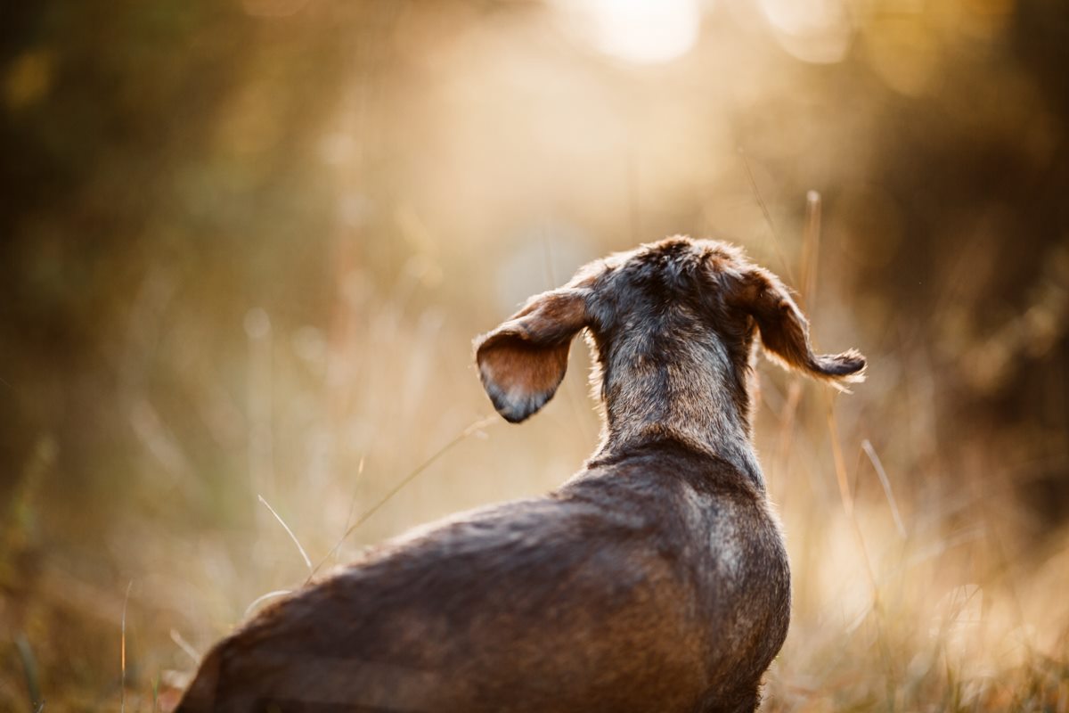 Leila-Dackel-Würzburg-Hunde-Fotograf