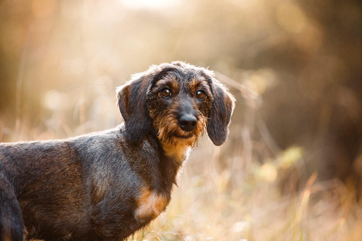 Leila Dackel Würzburg Hunde Fotograf