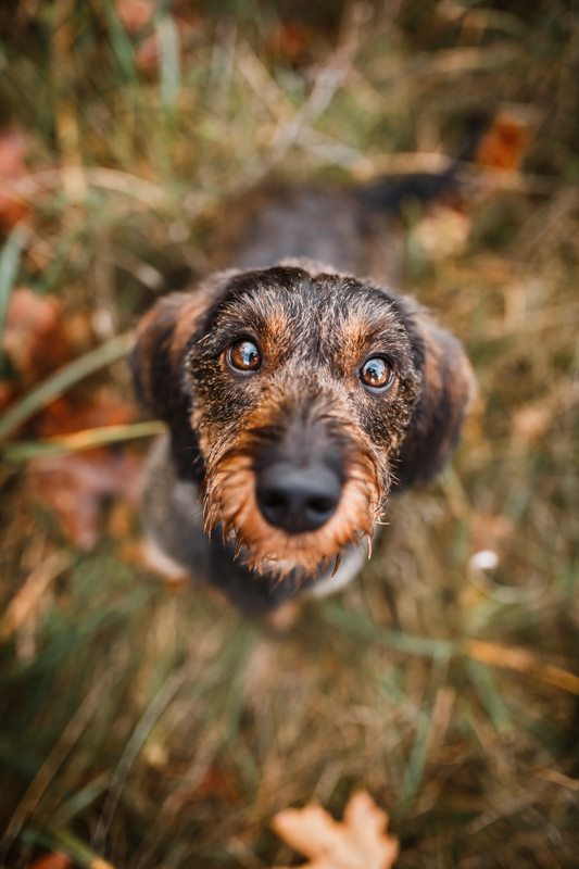 Leila Dackel Würzburg Hunde Fotograf