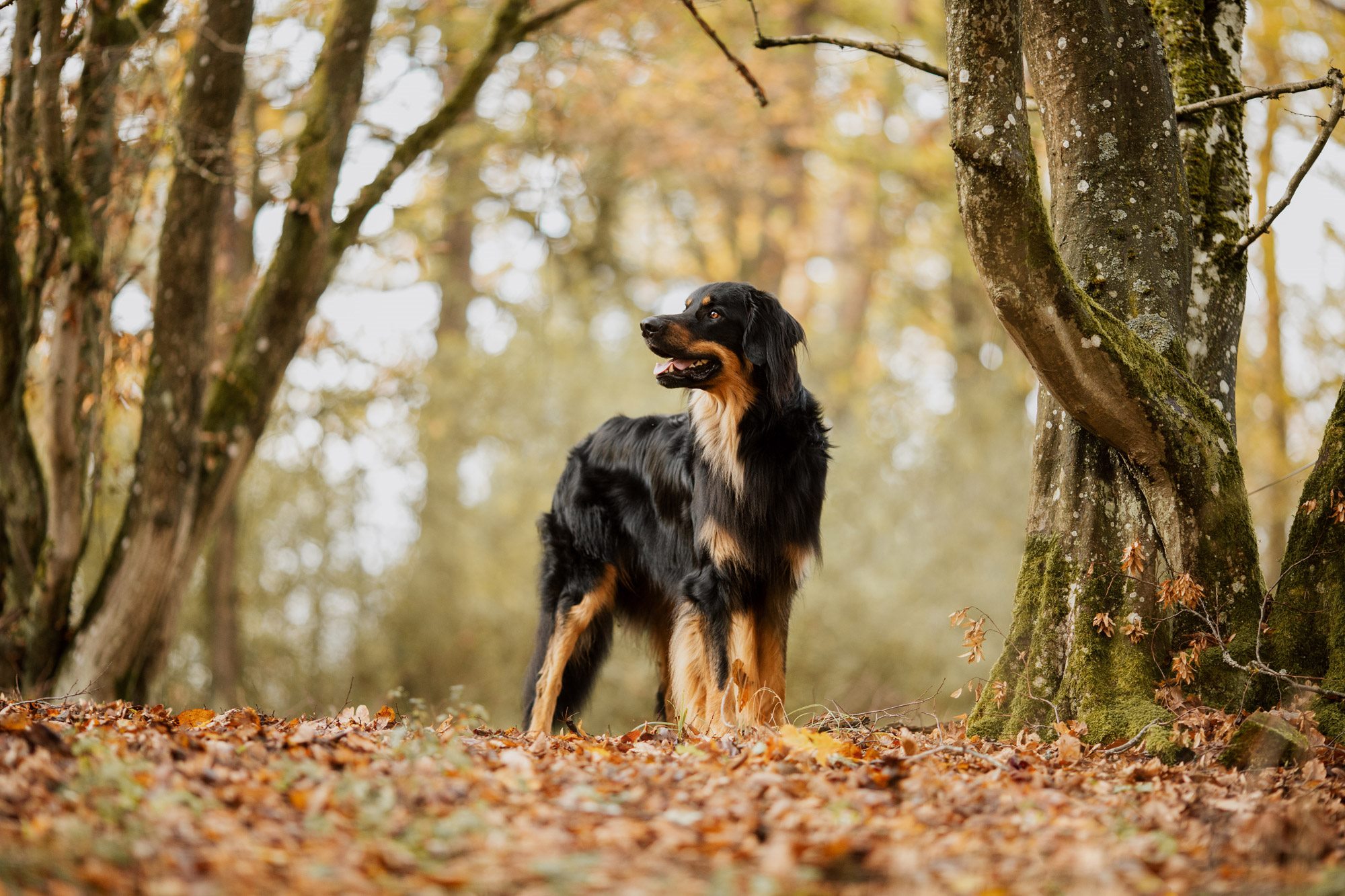 Leto Hovawart Würzburg Hunde Fotograf  Slider Cover