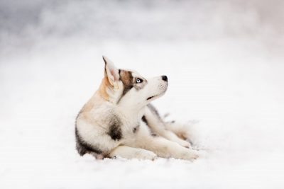 Die Welt entdecken – Welpen Fotoshooting mit Husky Malamute Milo