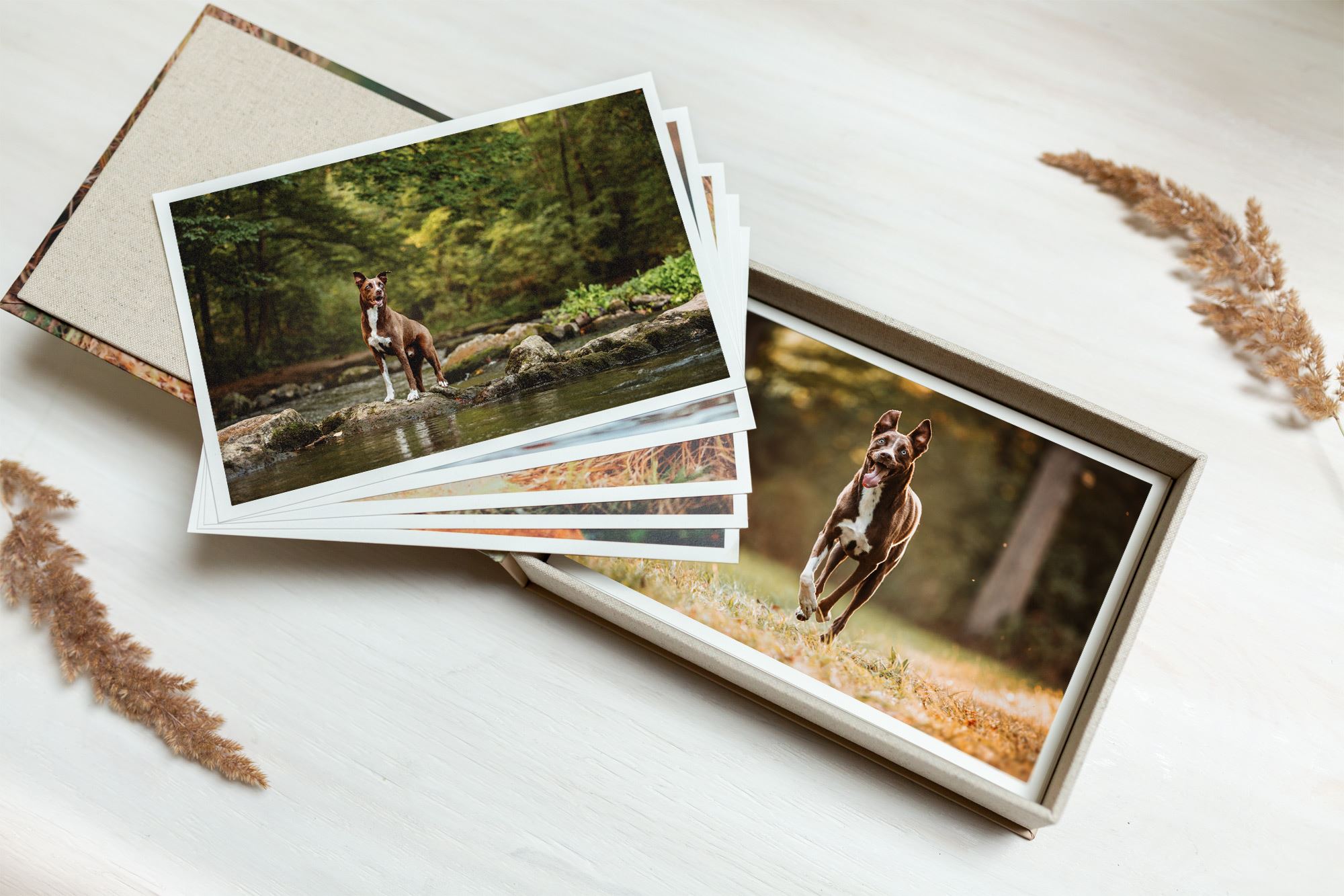 Professionelle-Fotobox-Hundebox-Fotoshooting-Tierschutzhund Professionelle-Fotobox-Hundebox-Fotoshooting-Tierschutzhund