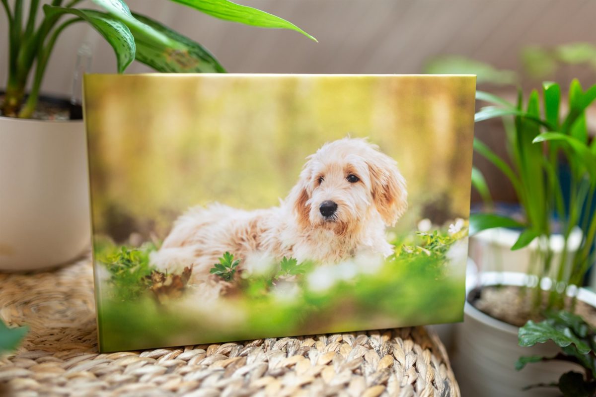 Professionelles Hunde Fotoshooting Fotoprodukte Fotobox