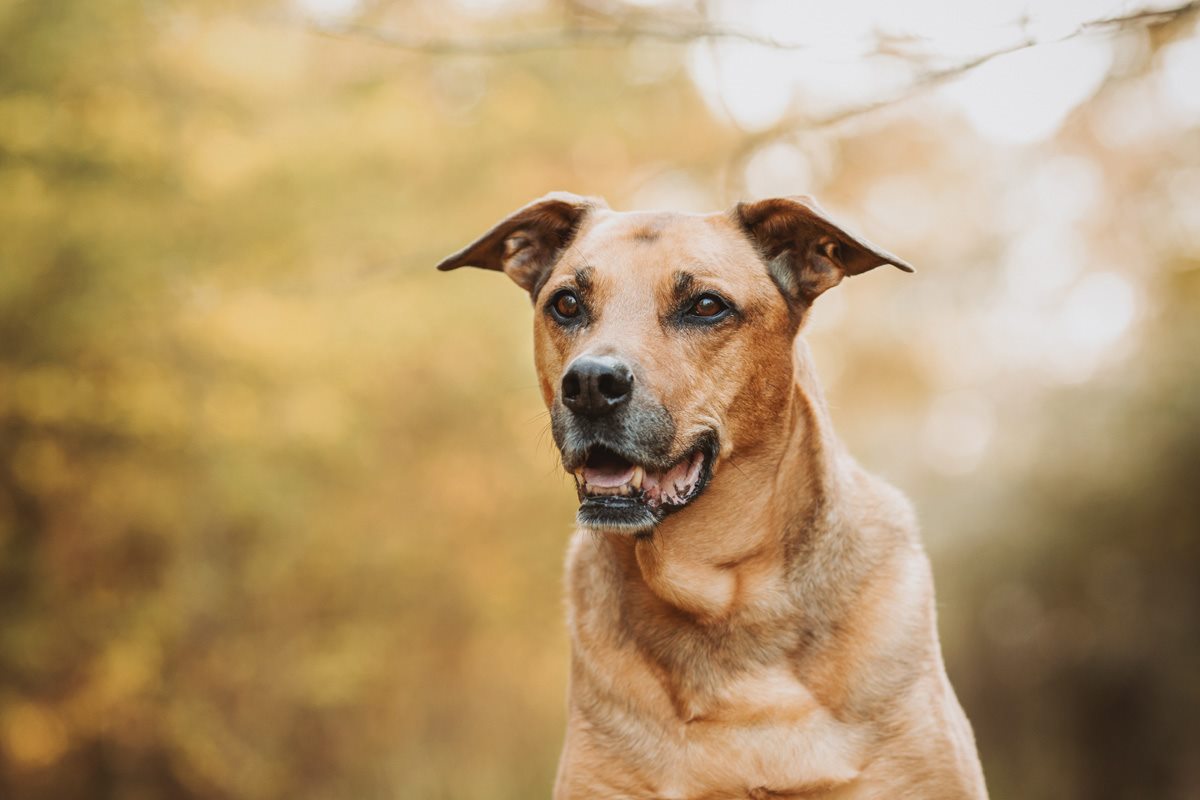Spanischer Straßenhund Tierschutzhund Hundefotografie Tierfotograf Fotoshooting