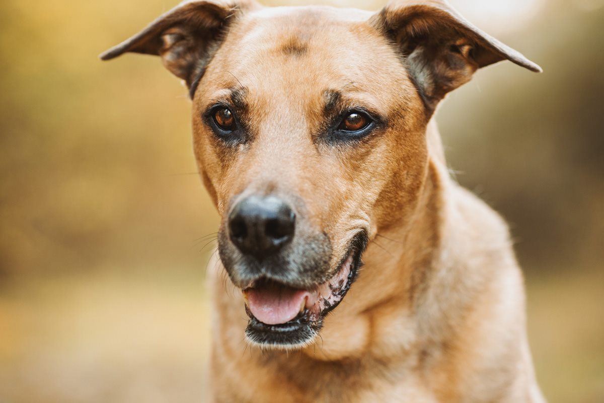 Spanischer Straßenhund Tierschutzhund Hundefotografie Tierfotograf Fotoshooting