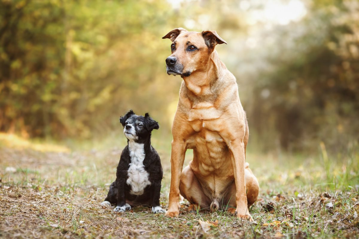 Spanischer Straßenhund Tierschutzhund Hundefotografie Tierfotograf Fotoshooting