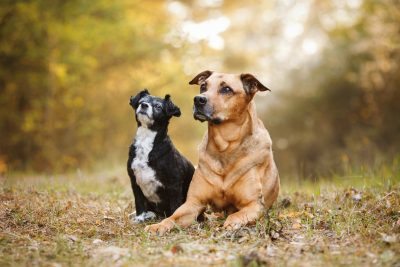 Ein Tierschutzhund erzählt vom Leben: Felix & Daisy